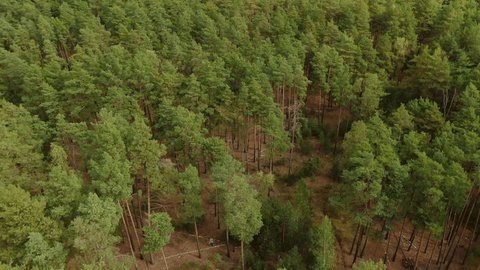 Drone Tilting Down above Pine Forest