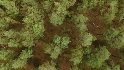 Drone Spinning Upward above Pine Forest