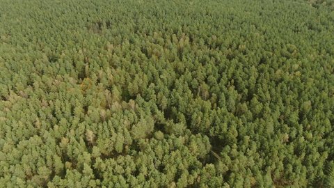 Drone Flying Forward High above Forest