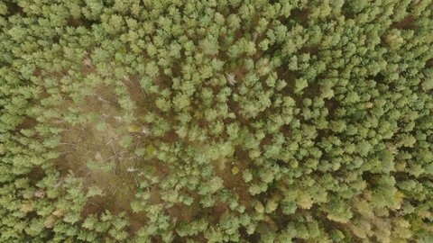 Aerial Backward Motion over Forest Vertical View