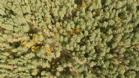 Drone Flying Backward Tilting over Forest