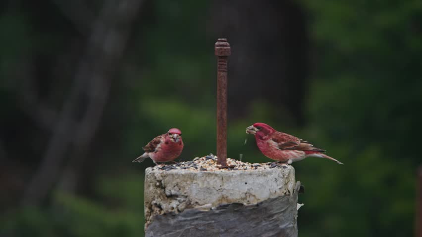 Close-up of an adult male eastern Purple Finch in fresh spring plumage perched on a tree branch in Nova Scotia, Canada. Bird displays erect crest with vibrant raspberry-red head and detailed feathers 