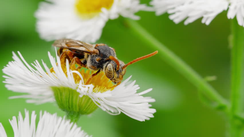 Close-Up of Species of Nomada Bee (Cuckoo Bee) Feeding on Flower Pollen and Nectar