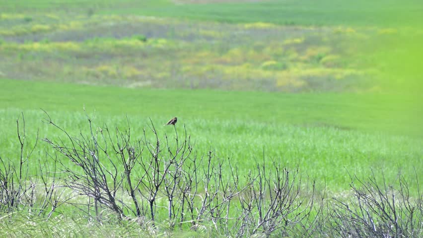 Static shot footage shows a bird on a branch at a meadow with green plants at daytime.