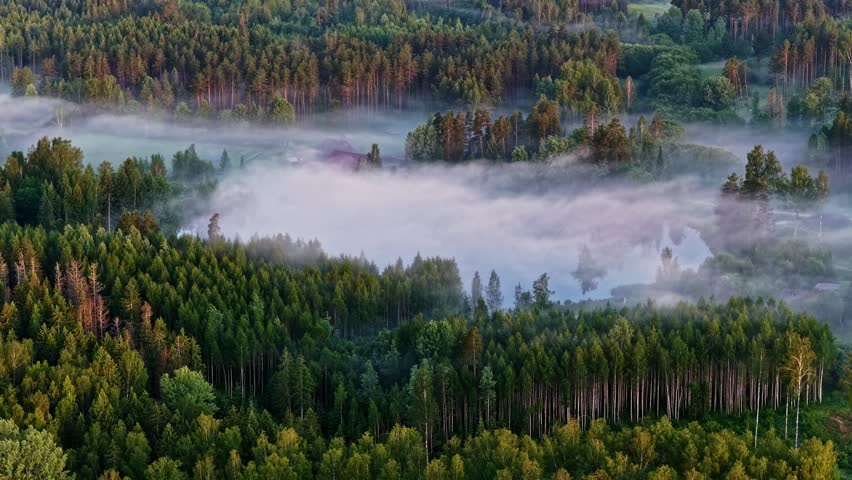 Aerial view of low morning fog drifting through dense forest and wetland, revealing a serene misty landscape with layered trees and hidden water below.