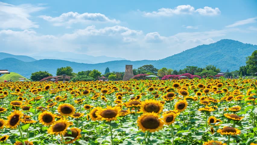 4K Time Labs captured a stunning landscape of blooming sunflower fields on a clear, slightly cloudy day at Daereungwon, Gyeongju City, South Korea on August 10, 2025.