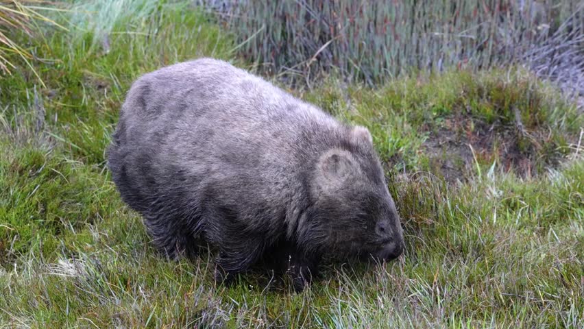 Wild wombat grazes and wanders slowly through dense green grass and reeds in Tasmania’s wilderness. Soft daylight, wide angle, and natural colors highlight the animal’s quiet movement.