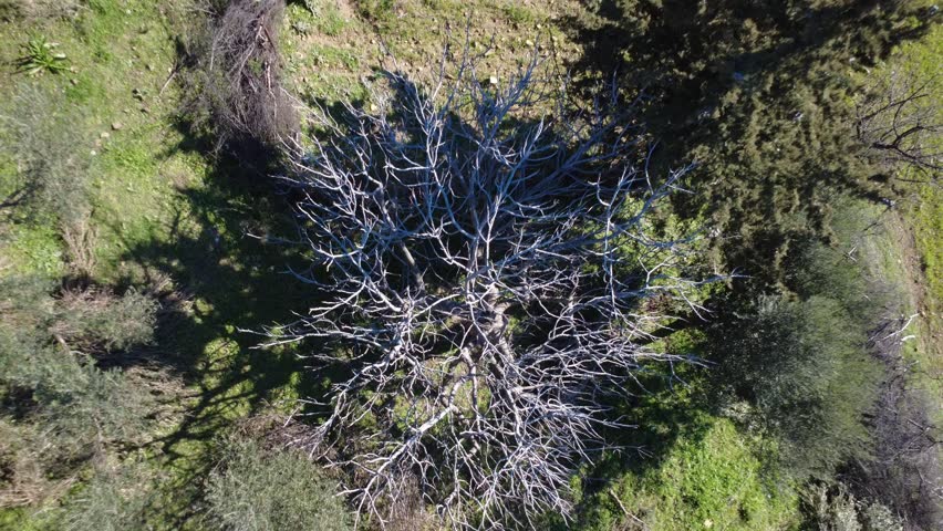 Aerial top down view over dense trees and wild vegetation at the edge of a field. Bare branches form a natural boundary around a sown pasture under winter sun, showing ecology and land management.