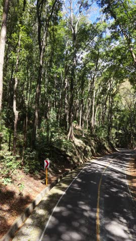 POV driving on a winding road through tropical forest with sunlight filtering through tall trees