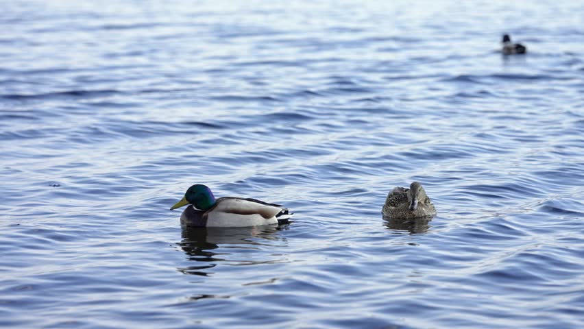 Peaceful scene showing a family of wild mallard ducks, male and female, gently swimming and floating on the calm, rippling blue water of a lake, with other water birds in the background