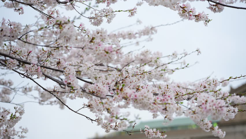Close up view of Spring white blooming tree branches with delicate white flowers. Seasonal nature beaty