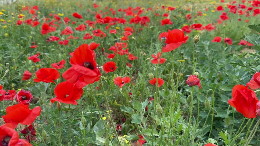 A close-up shot of red poppies. Wildflowers bloom in spring.