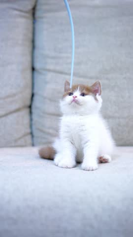 Bicolour British Shorthair kitten intently watching a toy on a sofa