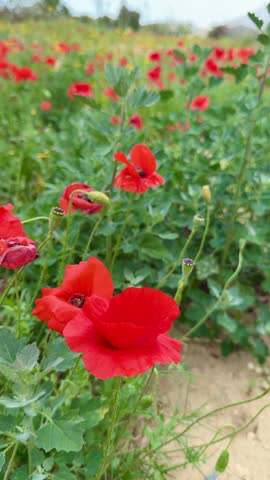 A close-up shot of red poppies. Wildflowers bloom in spring.