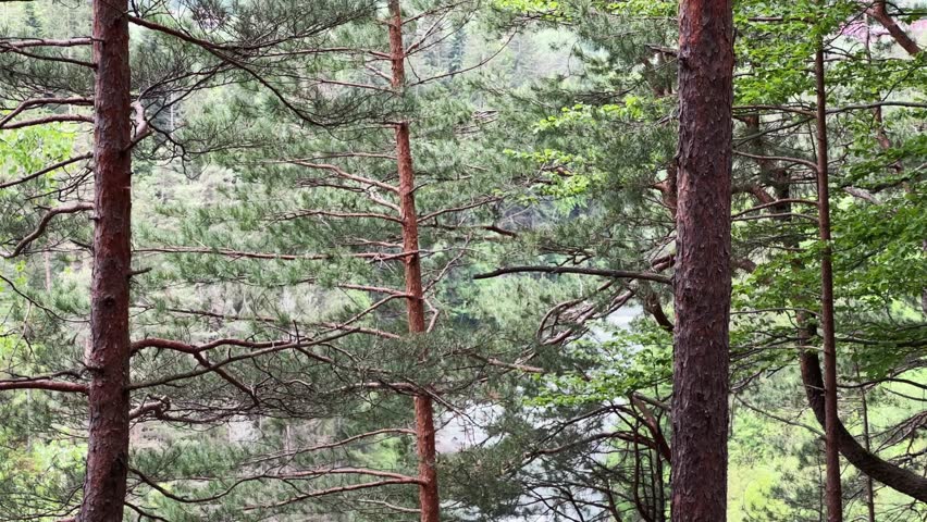 Trunks of the old tall pines and other trees growing in forest on the steep rocky mountain slope with river down in the valley, view while vertical panning at spring overcast day
