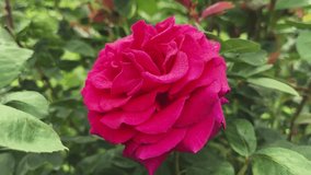 Dark red flower of the garden rose covered with morning dew, view on a blurred background while vertical panning  
 - Powered by Shutterstock - Get 15% off with code: PIKWIZARD15