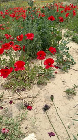 A close-up shot of red poppies. Wildflowers bloom in spring.