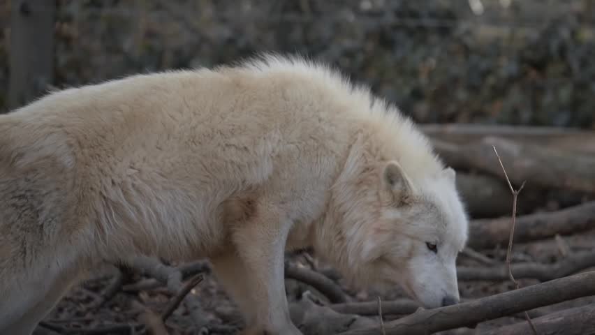Close-up footage of an arctic wolf exploring its rocky woodland habitat.