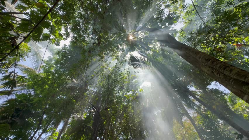 Low-angle shot of sunlight filtering through the dense canopy of green trees.