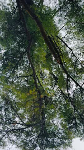 Vertical view of tranquil sunlight filtering through tall pine trees in a forest.