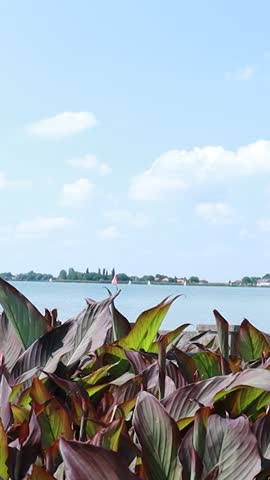 Summer Lakeside Landscape with Canna Plants and Passing Boats