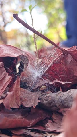 Close-up of a fluffy white milkweed seed with delicate filaments resting on brown autumn leaves in the forest.