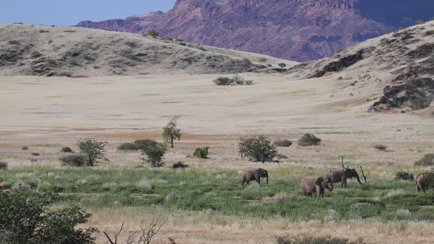 Desert elephants, desert-adapted elephants are not a distinct species of elephant, but are African bush elephants, Loxodonta africana, that have made their homes in the Namib and Sahara deserts in Africa,  Damaraland, Namibia, Slow motion, animal, mammal, elephant
