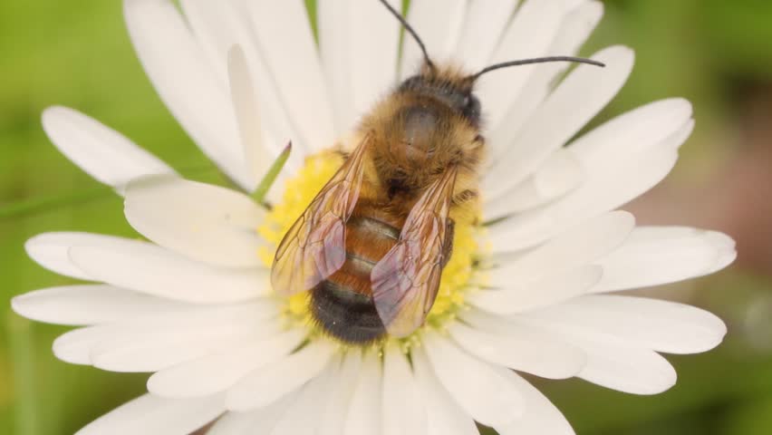 Honey Bee Resting on White Daisy Center, Ultra Detailed View of Wings and Pollen with Soft Green Background - Macro Close Up Shot
