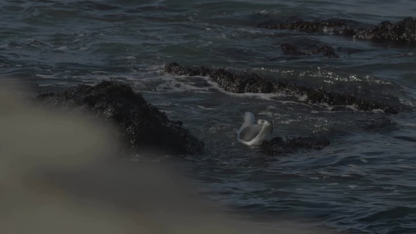 Seagull standing in shallow water between rocks, Lands End, San Francisco