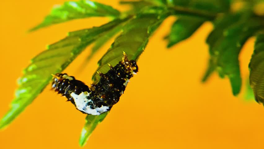 Hairy caterpillar on green leaves macro closeup with yellow background vividtone