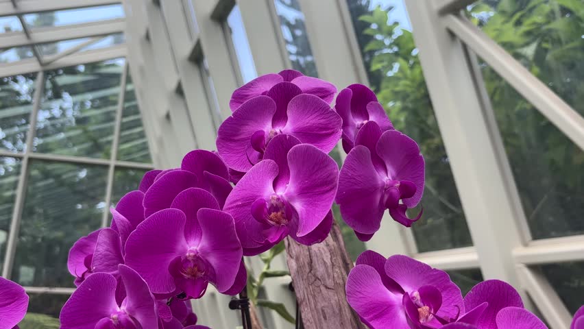 Vibrant Purple Phalaenopsis Orchids in Greenhouse. A beautiful display of vibrant purple Phalaenopsis orchids in full bloom inside a sunlit greenhouse. The exotic flowers create a stunning natural spectacle.