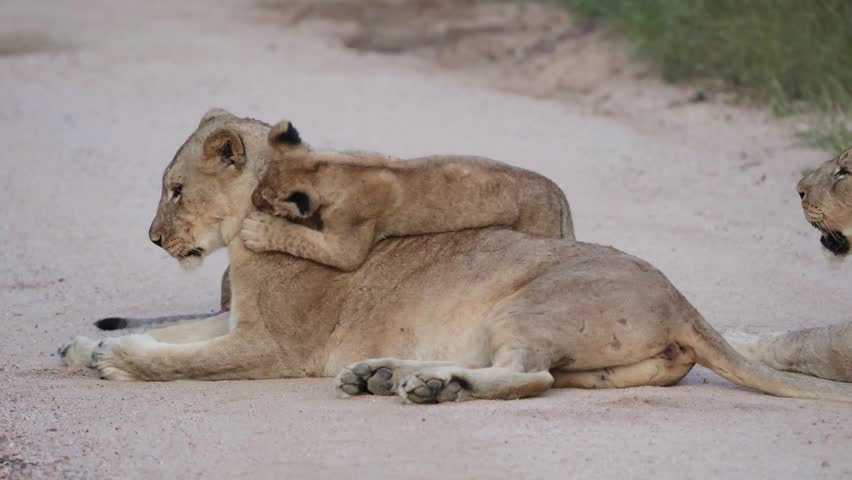  Tiny lion cub playing on the lioness
