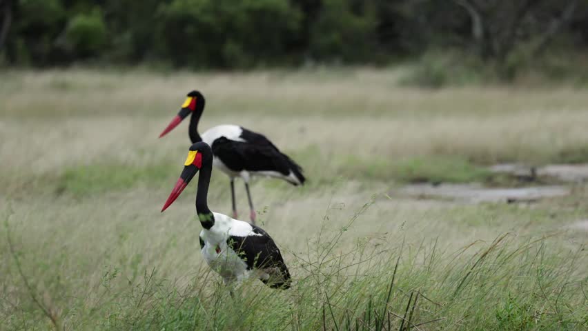 A saddle-billed stork pair searching for food together