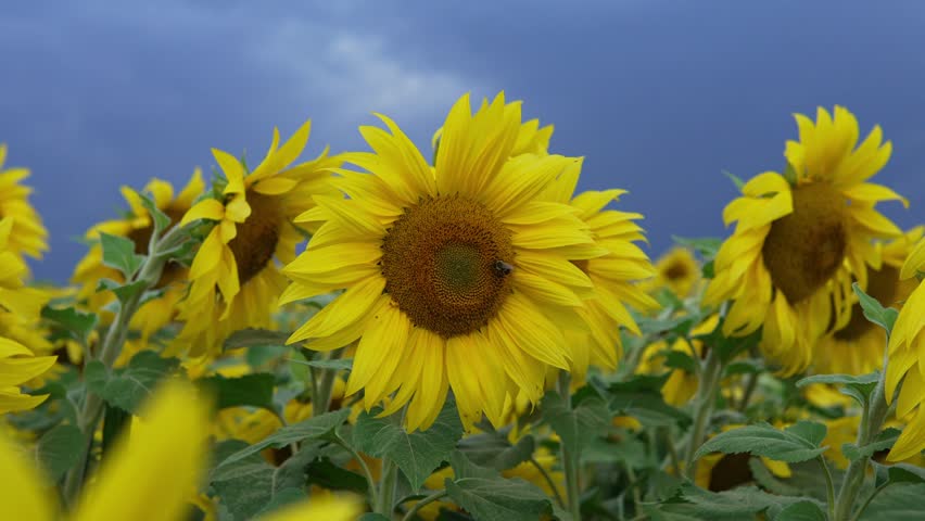 Detailed close-up of vibrant yellow sunflower blooming in field with cloudy sky in background