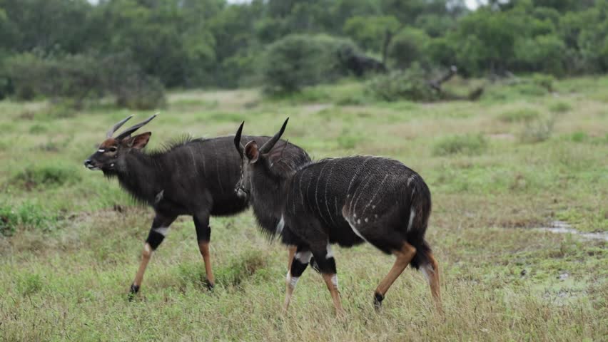 Two young nyala bulls locking horns