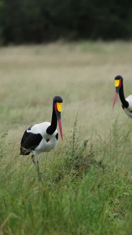  Vertical video, A pair of saddle-billed storks