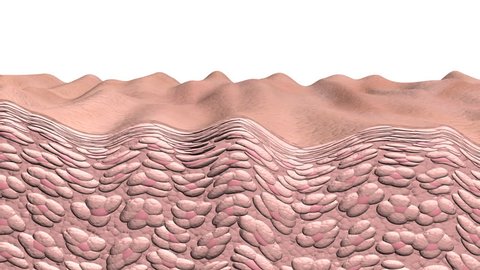 Skin wrinkling pan. Skin aging animation showing a cross section of skin and cells with aging effects or in reverse the reverse aging effects. This is an artistic simulation
