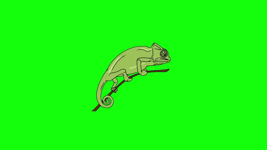 The brown chameleon sits on its branch while its skin gradually shifts colors — brown to green to red to blue — rippling across its body in waves, showcasing its famous camouflage ability on green screen background.