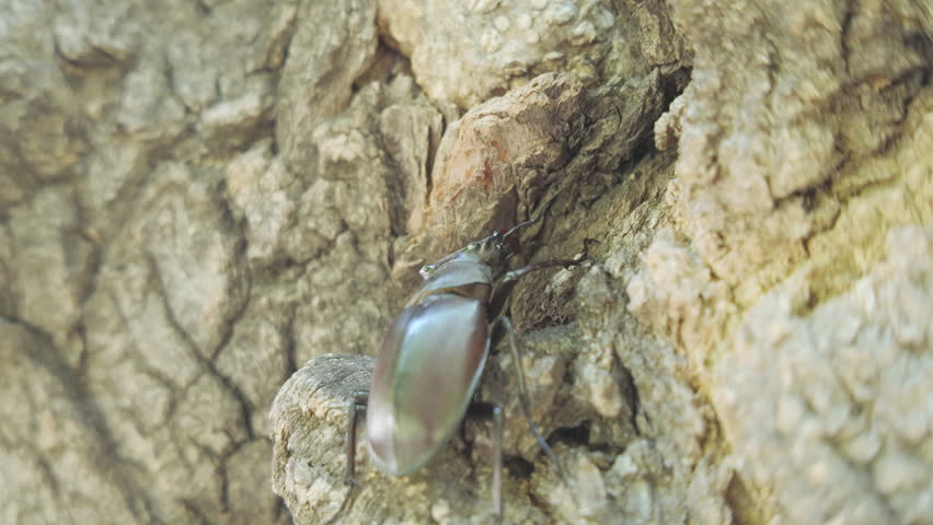 Close-up of Stag Beetle with big horns goes to hide in tree cavity. Male European Greater Stag Beetle (Lucanus cervus) with enlarged mandibles walks to hiding in hollow of an old tree.