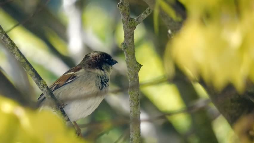 A male house sparrow (Passer domesticus) perches on a tree branch, shaded by backlit green leaves. The bird has a brown back, black bib and mask and a grey cap. The sparrow looks around and calls.