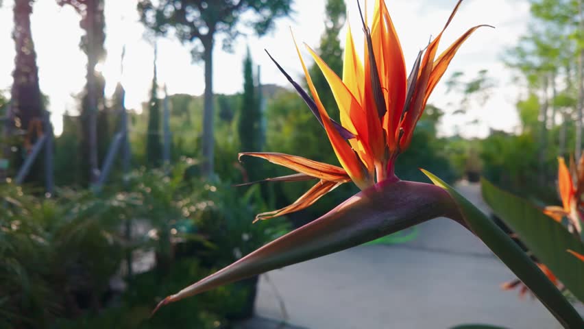 Exotic orange Bird of Paradise flower blooming in a sunny plant nursery garden featuring sharp pointed petals and lush tropical greenery under soft golden hour sunlight for summer botanical design