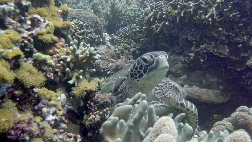 A green turtle lies on soft coral at the bottom of a tropical sea and then rises to the surface of the blue water, flapping its fins like wings.