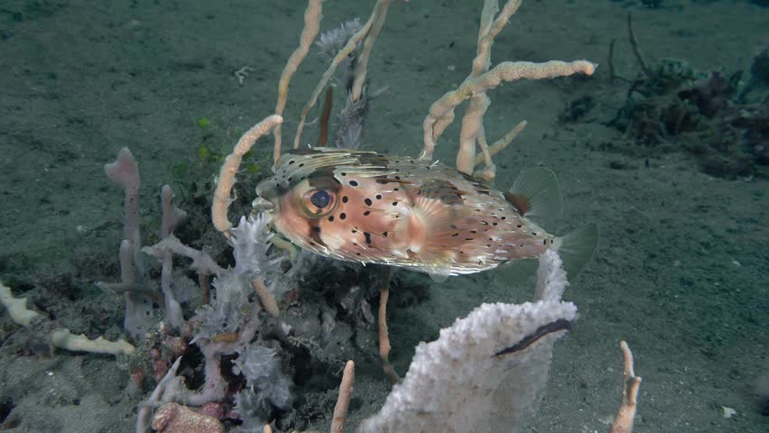 A spiny porcupine fish swims alongside sea sponges on the bottom of a tropical sea. Longspined Porcupinefish (Diodon holocanthus) 38 cm. ID: brown band through eye, broader in upper part.