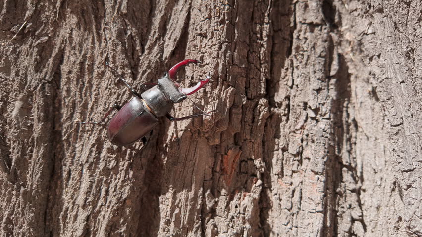 Close-up of European Greater Stag Beetle (Lucanus cervus) climbing upward along trunk of an old tree. Male Stag Beetle with enlarged mandibles moves up tree bark in bright sunny day.
