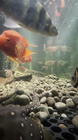 Fresh water tank, with arowana super red