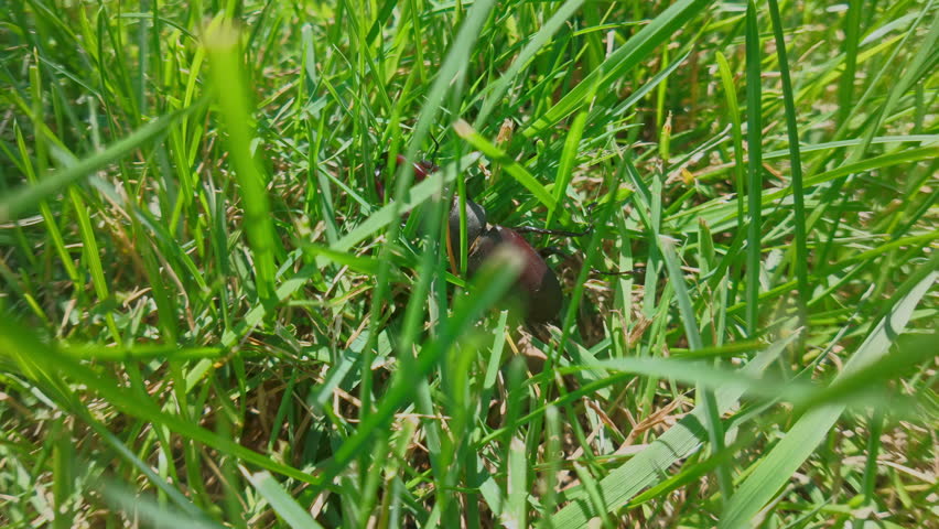Stag Beetle is crawling, pushing its way through tall thick grass. European Greater Stag Beetle (Lucanus cervus) with big mandibles clumsily moves in thickets green grass on sunny summer day.