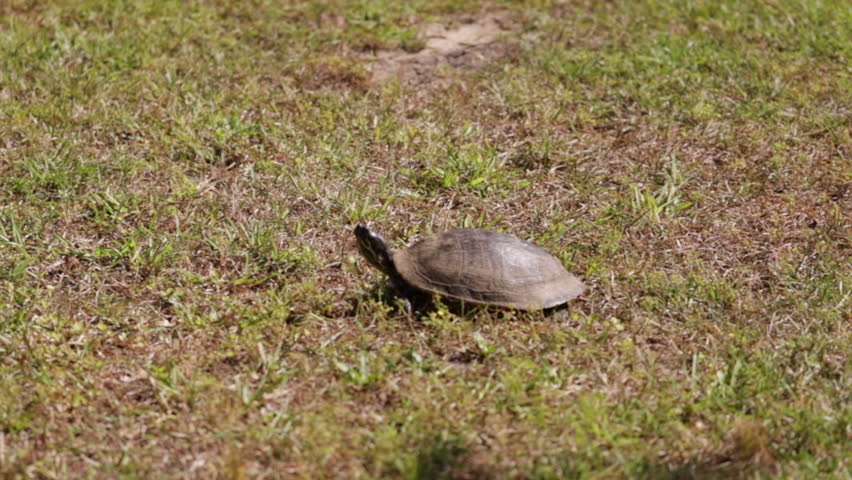 Florida red bellied turtle, is a large herbivorous fresh water turtle fond in southern and coastal Georgia USA.