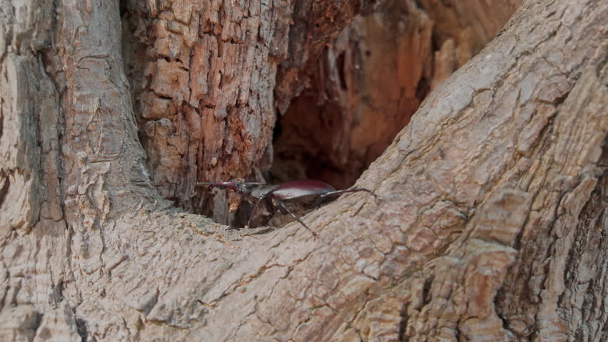 Close-up of Greater Stag Beetle (Lucanus cervus) moves to in hollow of old tree. Stag Beetle crawls toward inside decayed hole. Beetle is actively exploring rotten cavity of old wood for hiding spot