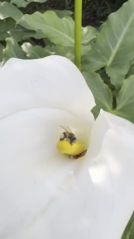 Bee inside a Lilly with full pollen sacs 