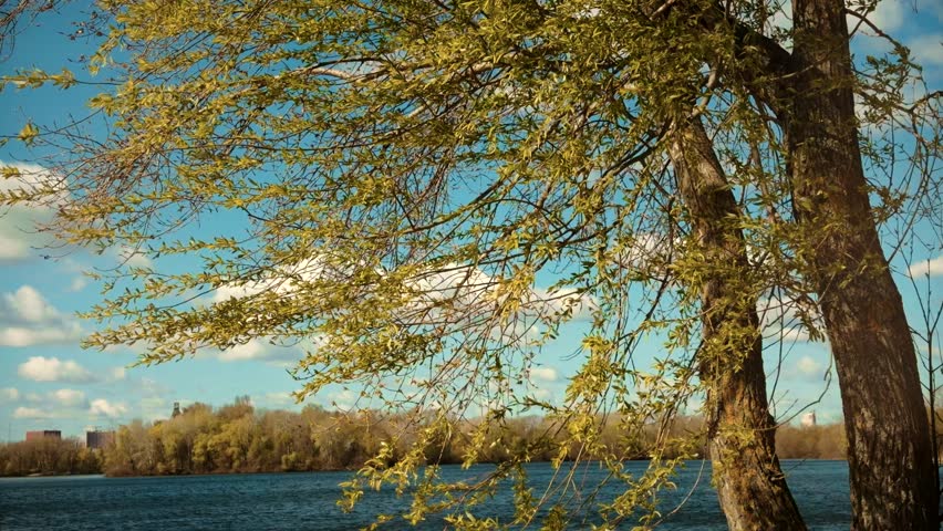 Beautiful Spring Landscape with Willow Tree Branches Swaying Over Blue River, Scenic Waterfront View under Sunny Sky with Fluffy White Clouds, Lush Green Foliage in Early Bloom, Tranquil Nature Scene on Lakeside, Bright Daylight over Water Surface, Coastal Environment Background, Serene Park Scenery, Seasonal Growth, Ecological Conservation, Outdoor Recreation Area, Idyllic Riverfront Perspective, Natural Sunlight Filtering Through Leaves, Fresh Springtime Atmosphere, Horizontal Composition